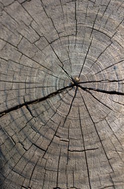 Ağaç gövdesi yüzeyini arkaplan dokusu olarak kes