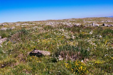 Artvin Dağlık Bölgesi 'nde güzel, renkli, yabani çiçekler açıyor.