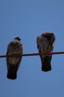 Pigeon birds perched on wire with blue sky background clipart