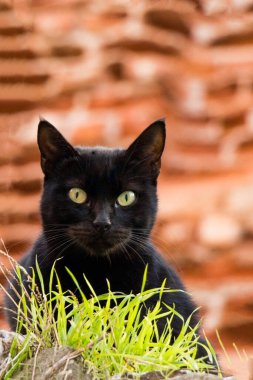 Evsiz sokak kedisinin başka bir portresi