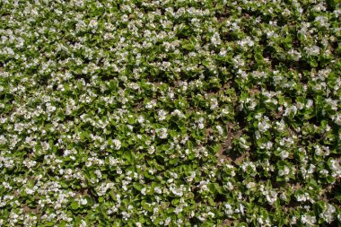 Arka plan olarak güzel taze çiçekler