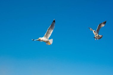 İstanbul 'da deniz üzerinde uçan martılar