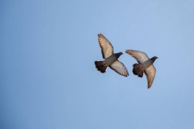 Twin pigeons in the air with wings wide open clipart