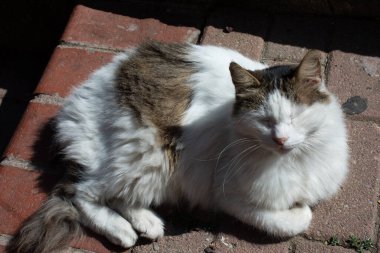 Evcil bir hayvan gibi görünen sevimli bir kedi yavrusunun portresi