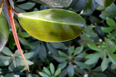 Bahar mevsimi bir ayrı yeşil yaprak