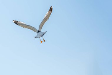 Arka plan olarak gökyüzünde uçan martılar