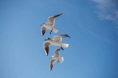 Martılar deniz sular gökte uçuyor