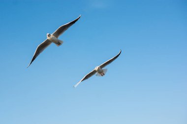Martı gökyüzünde uçuyor. Özgürlük kavramı olarak uçan martı.