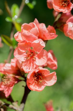 Bahar mevsiminde ağaçlar çiçek açar.