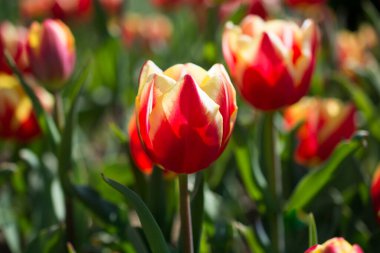 Bahar zaman doğada güzel taze laleler