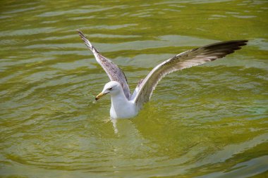 Martı parktaki gölet sularının üzerinde ve üzerindedir.
