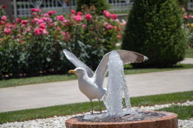 Gül bahçesindeki çeşmenin yanında martı