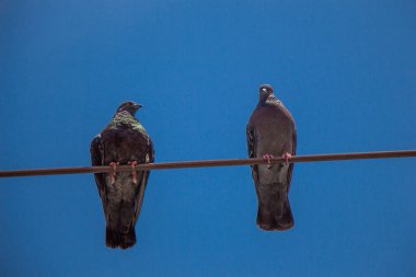 Pigeon birds perched on wire with blue sky background clipart