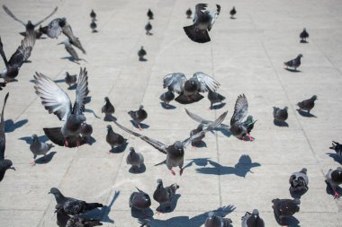 Güzel güvercin kuşları, şehir güvercinleri şehir ortamında yaşıyor.