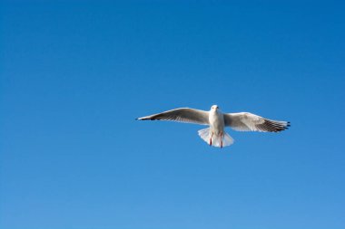 Deniz kuşu martısı özgürlük kavramı olarak gökyüzünde uçuyor.