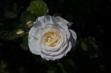 Siyah arkaplanı olan güzel bir gül