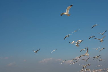 Martı gökyüzünde uçuyor. Özgürlük kavramı olarak uçan martı.