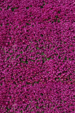 Arkaplan olarak renkli lale çiçekleri