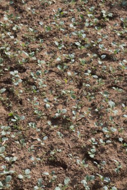 Bahar tarlasında filizlenen tarımsal ekinler