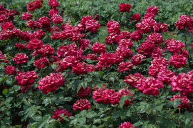 Çiçek arkaplanı gibi güzel renkli güller açıyor.