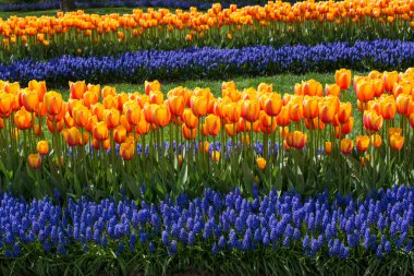 Bahçede turuncu renkli lale çiçekleri açar.