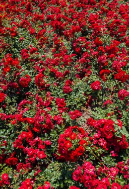 Çiçek arkaplanı gibi güzel renkli güller açıyor.