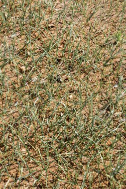 Bahar tarlasında filizlenen tarımsal ekinler