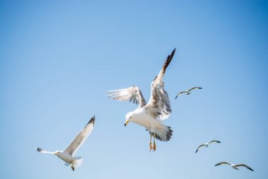 Gökyüzünde kayak yapan martı sürüsü