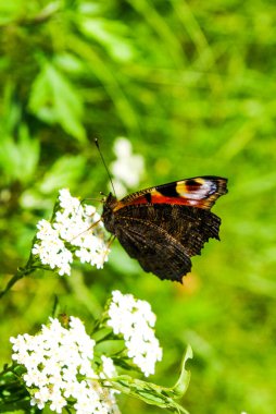 Güzel kelebek karada renkli çiçek doğada