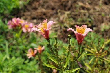 Beautiful fresh lily flowers in nature background clipart