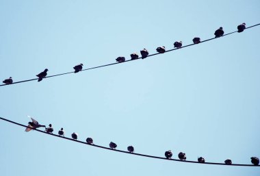 Tel gökyüzü arka plan ile güvercin tünemiş