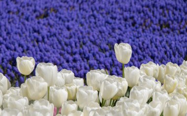 Bahar bahçesinde renkli lale çiçekleri açar.