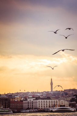 Istanbul Türkiye'de gökyüzünde uçan martılar