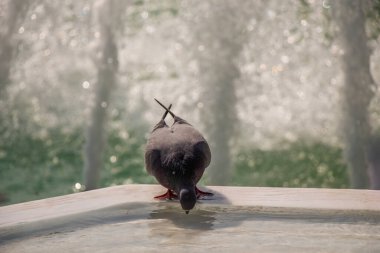 Thirsty pigeon drink water on a hot day at the fountain clipart