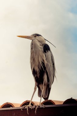 Vahşi yaşamın ve doğanın bir görüntüsü olarak sevimli bir kuş.