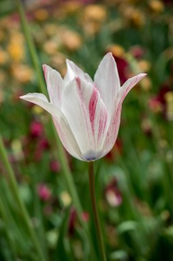 Bahar bahçesinde renkli lale çiçekleri açıyor.