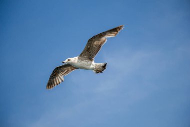 Arka plan olarak bulutlu bir gökyüzünde uçan tek bir martı.