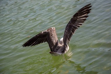 Gölün sığ sularında tek bir martı.