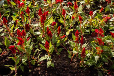 Doğal arkaplan için soyut bahar bitki dokusu. Yeşil Yaprak kavramı.