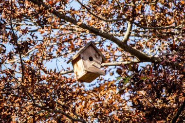 Ağaç dalında asılı ahşap ev yapımı kuş evi.