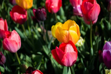 İlkbaharda doğada çeşitli renklerde laleler