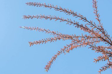 Renkli çiçekler baharda ağaçlarda açar.