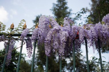 Çiçek açan güzel renkli doğal çiçekler.
