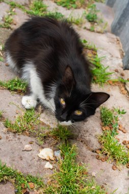 Evcil bir hayvan gibi görünen sevimli bir kedi yavrusunun portresi