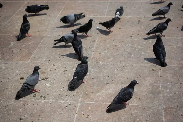 Güzel güvercin kuşları, şehir güvercinleri şehir ortamında yaşıyor.