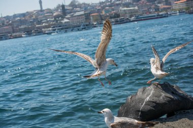 Deniz kıyısında martılar bulunur.
