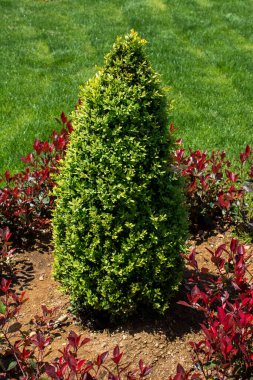 Bahçede çiçek açan genç bir ağaç.