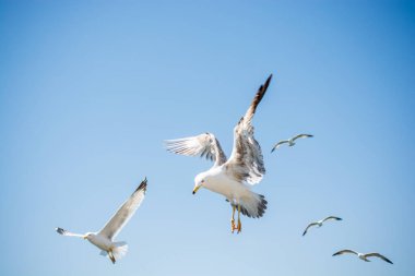 Gökyüzünde kayak yapan martı sürüsü