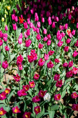 Çiçek arkaplanı olarak çiçek açan renkli lale çiçekleri