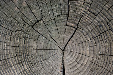 Ağaç gövdesi yüzeyini arkaplan dokusu olarak kes